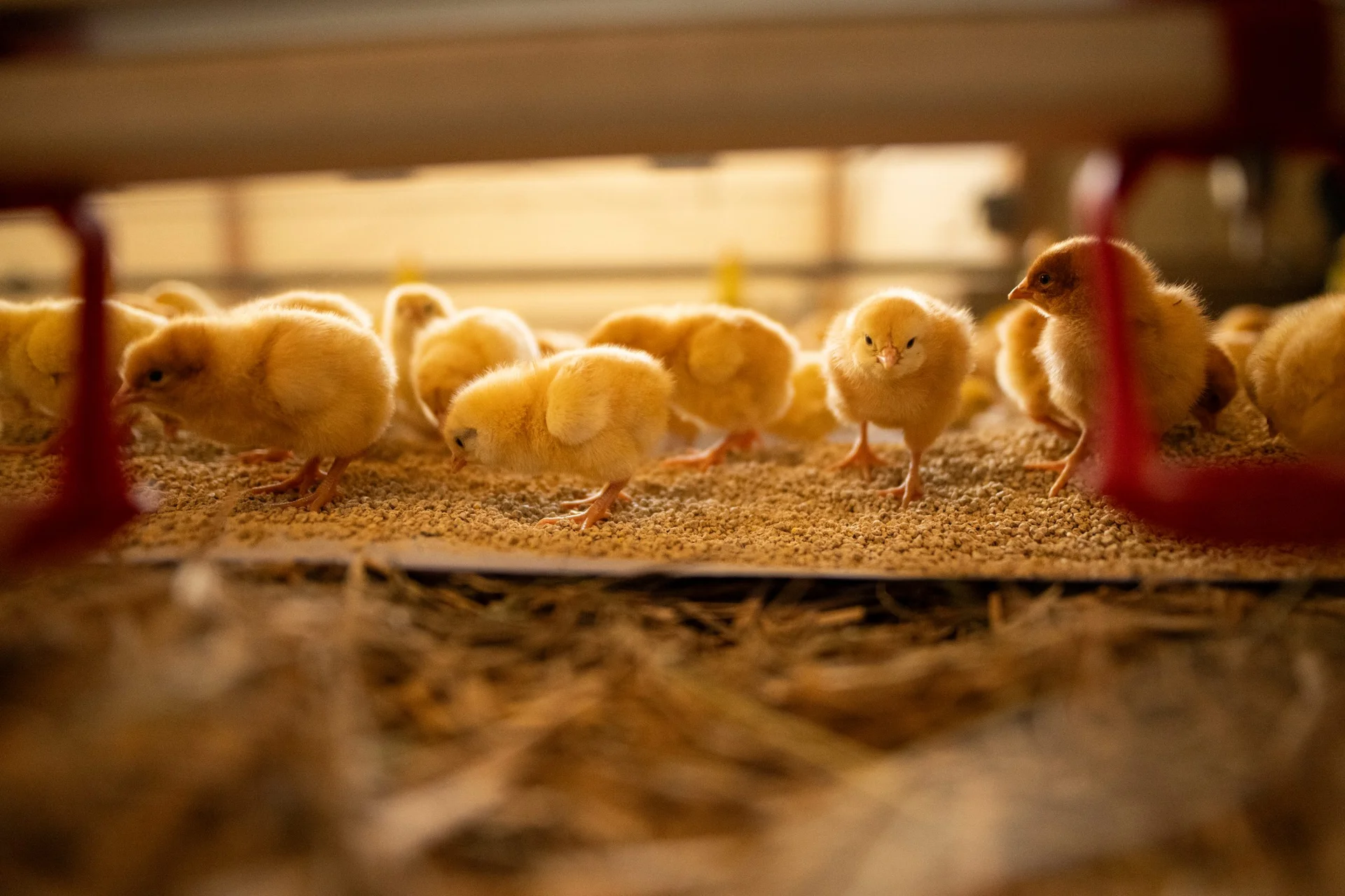 Hintergrundbild Team der Geflügelwirtschaft Österreich