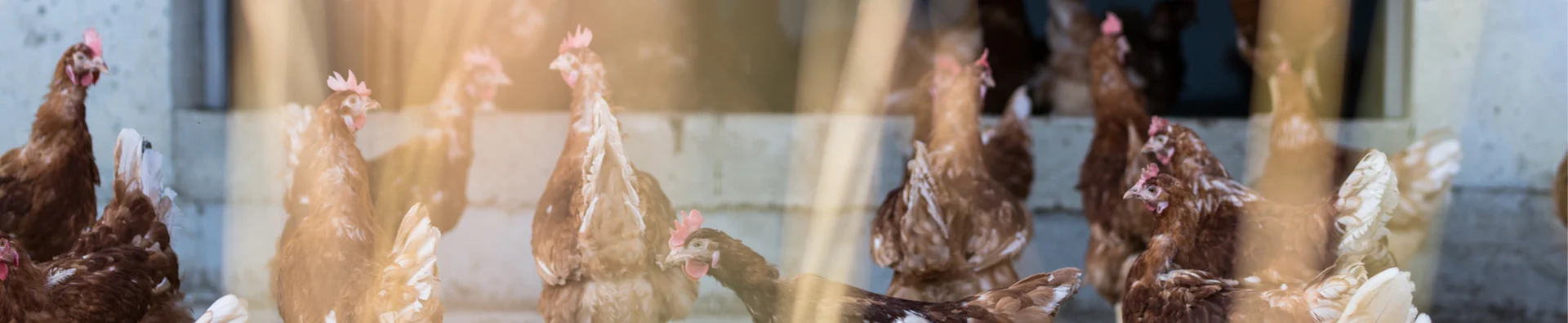 Hintergrundbild Journal der Geflügelwirtschaft